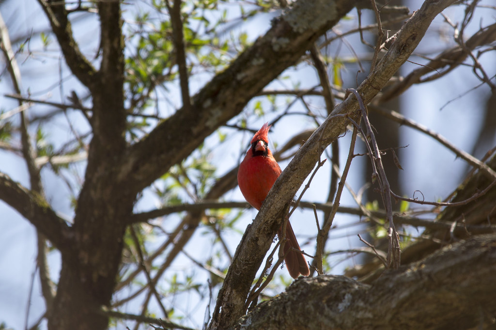 Spring Cardinal | A beautiful cardinal that seemed excited f… | Flickr