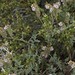 Flickr photo 'branching phacelia, Phacelia ramosissima var. subglabra' by: Jim Morefield.