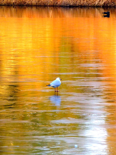 Bird on sunset ice......