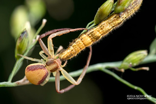Crab spider (Henriksenia hilaris) - DSC_1607