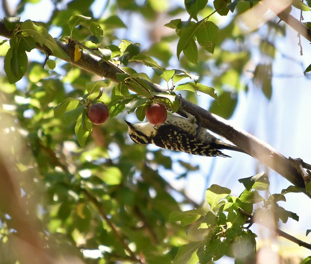 Nuttall's Woodpecker at Garin