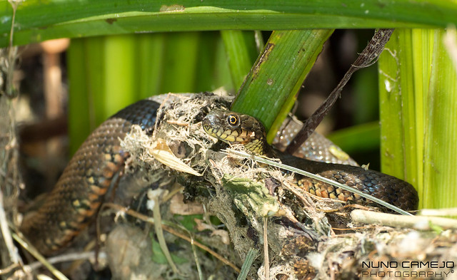 Cobra-de-água-viperina - Viperine water snake