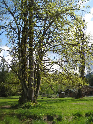 tree home yard forest river concrete washington farm lawn wa skagit