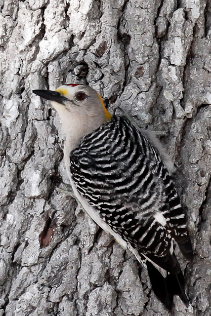 Golden-front Woodpecker