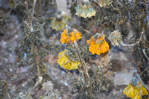 Photo Trip- Last of Spring | by Madyson0915