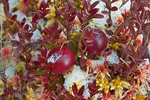 American or Large-fruited Cranberry | by Distant Hill Gardens