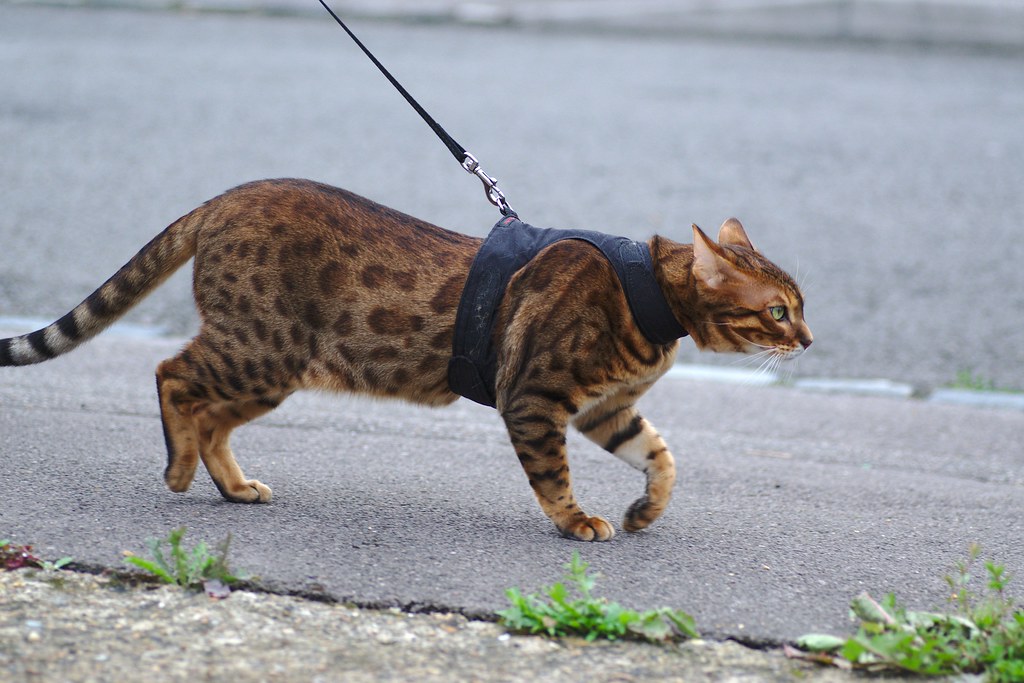 bengal cat size