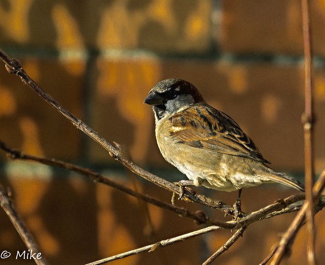Sid sparrow