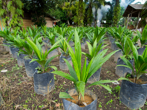 Palm nursery | SNV-Indonesia REAP / Palm Oil using ...