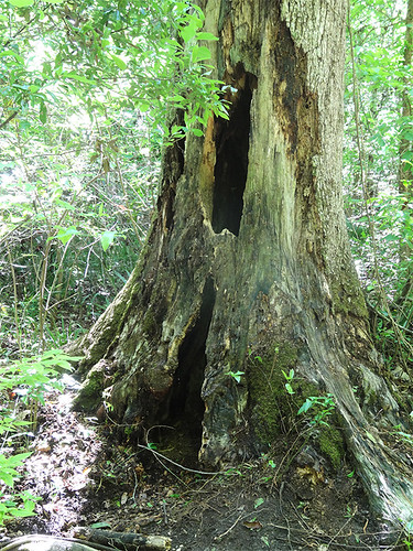 trees devilsmillhopper devilsmillhoppergeologicalstatepark kcfloridatrip2016