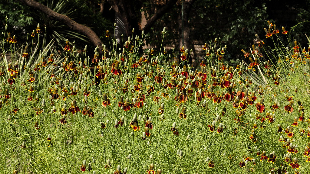 Masses Of Mexican Hat In The Wildflower Garden Tucson Bot Flickr