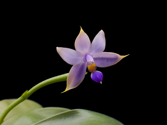 Phalaenopsis violacea malaysia blue