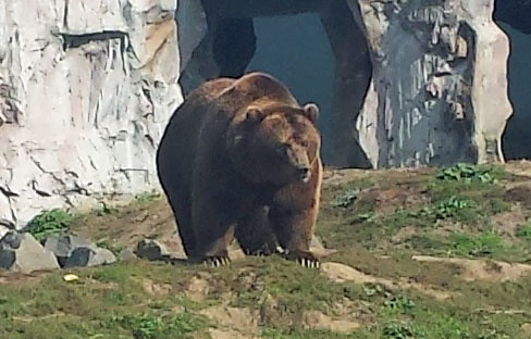 Kamtschatka Brown Bear
