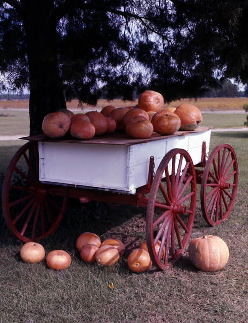 Roadside pumpkin stand in Georgia