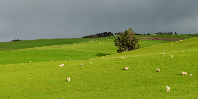Green meadows under a grey sky
