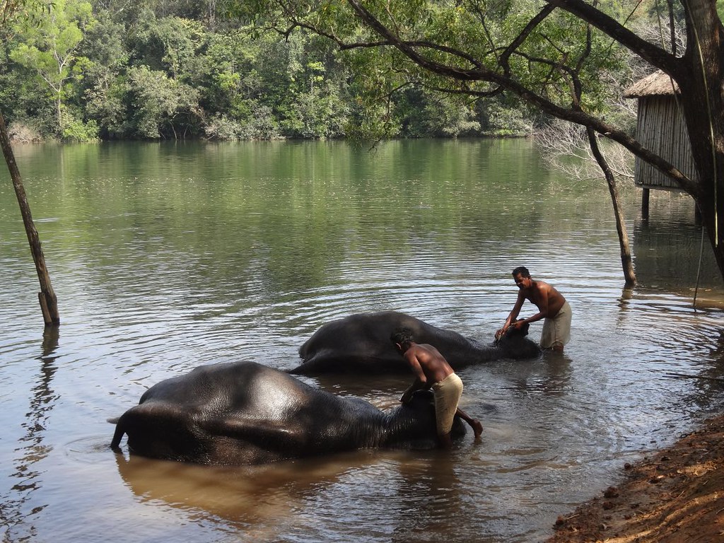 Elephant Bathing in Neyyar Wildlife Sanctuary, Kottor Sect… | Flickr