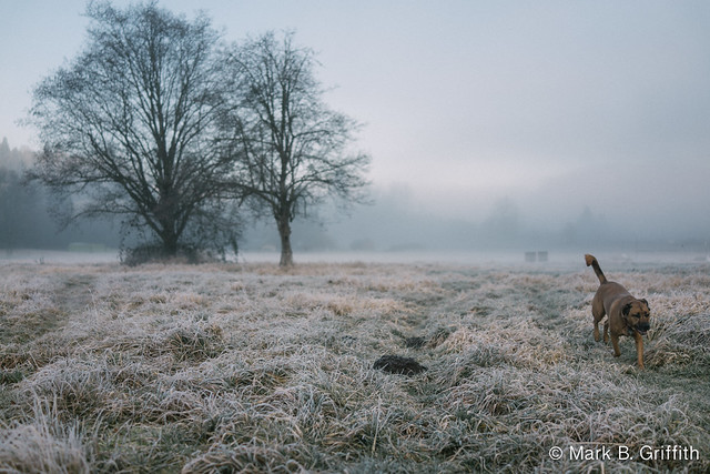 The Field