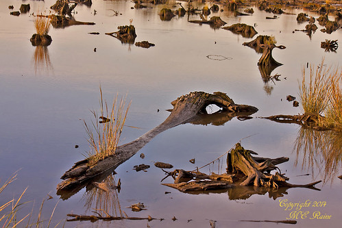 sunset nature birds animal creek reflections wildlife alligator logs meadowlands crocodile marsh stumps magichour goldenhour marsh” “mill nj” “secaucus ancientcedartreestumps