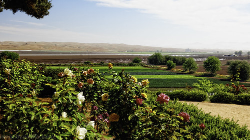 california flower rose landscape farm dxo canonef24105f4l