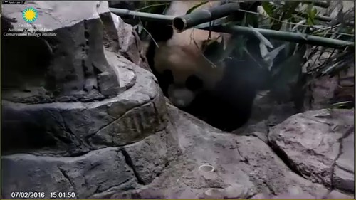 Hiding under bamboo. Attribution: Smithsonian's National Zoo | by helenwoo555