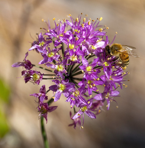 100mm missouri wildflower honeybee missouriparks valleyviewglade missouriconservationareas