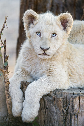 sunset wild portrait white cute cat southafrica cub big nikon lion young adorable posing trunk johannesburg lionpark gamedrive d4