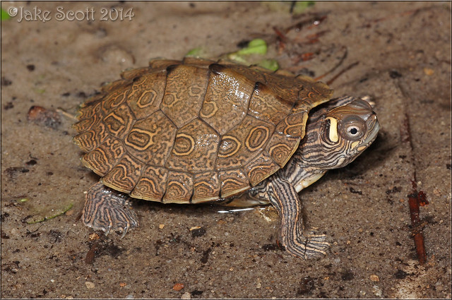 Ouachita Map Turtle (Graptemys ouachitensis)