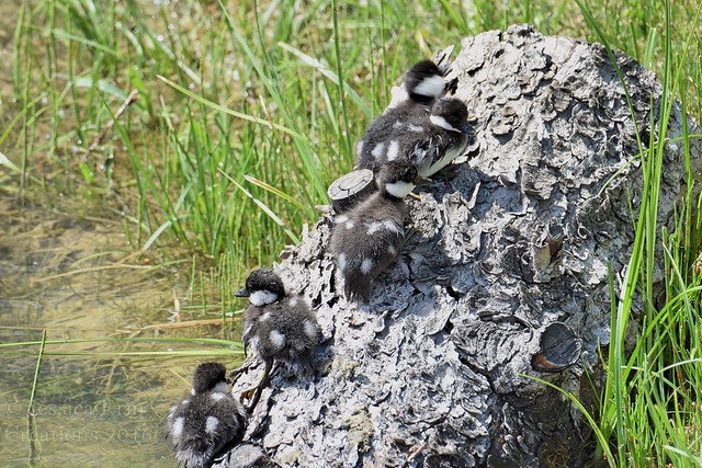Goldeneye Ducklings on a log- Bucephala clangula