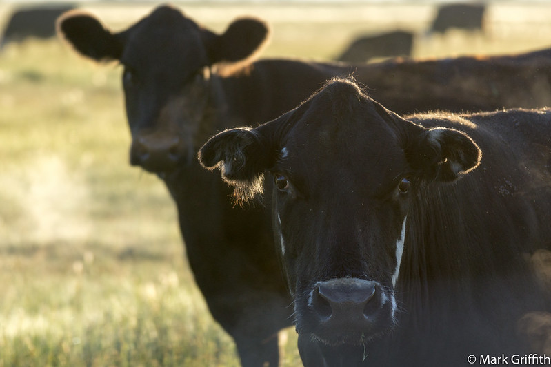 Backlit Bovines