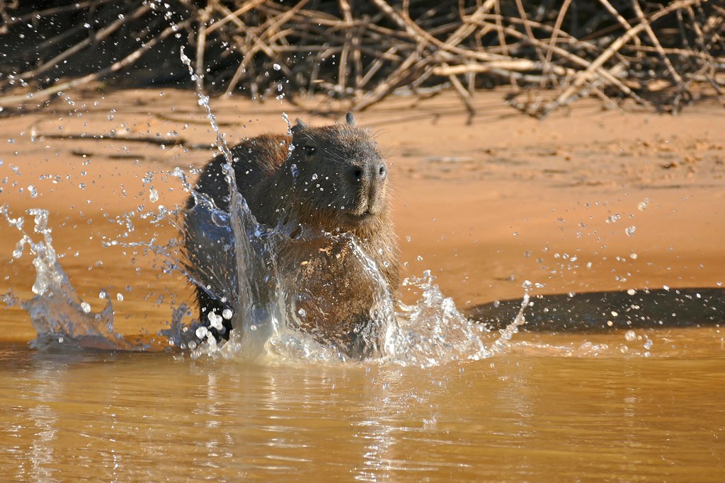 Capybara (Hydrochoerus hydrochaeris) splashing water ...