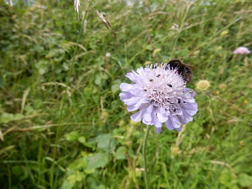 Bugs on scabious Hitchin Circular