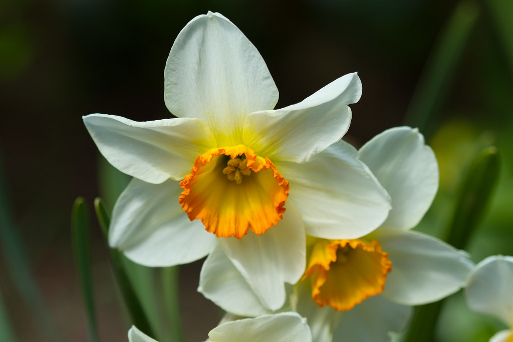 Daffodils: Orange and white Narcissus Jonquil.