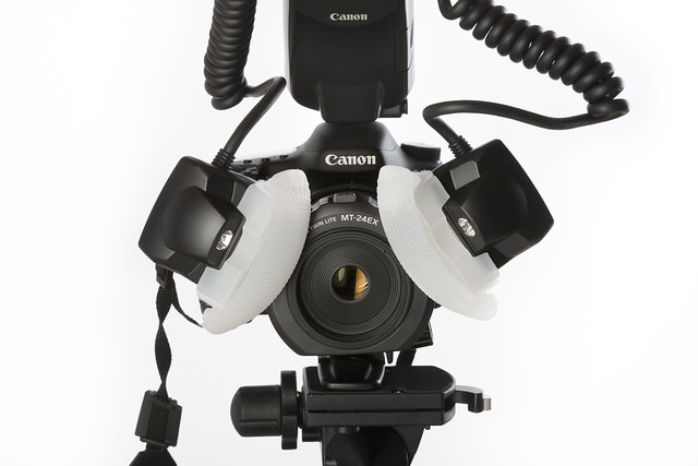 Canon 65mm MP-E + MT-24EX + Custom Made Diffuser