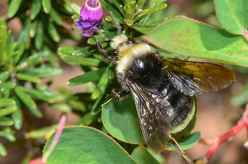 <p><i>Bombus vosnesenskii</i>, Apidae<br />
Cypress Mountain, West Vancouver, British Columbia, Canada<br />
Nikon D5100, 105 mm f/2.8<br />
July 14, 2013</p>