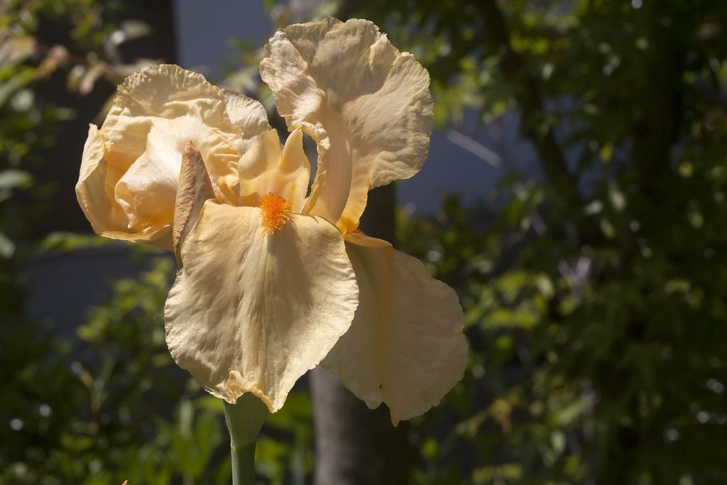 Iris Flower - Orange