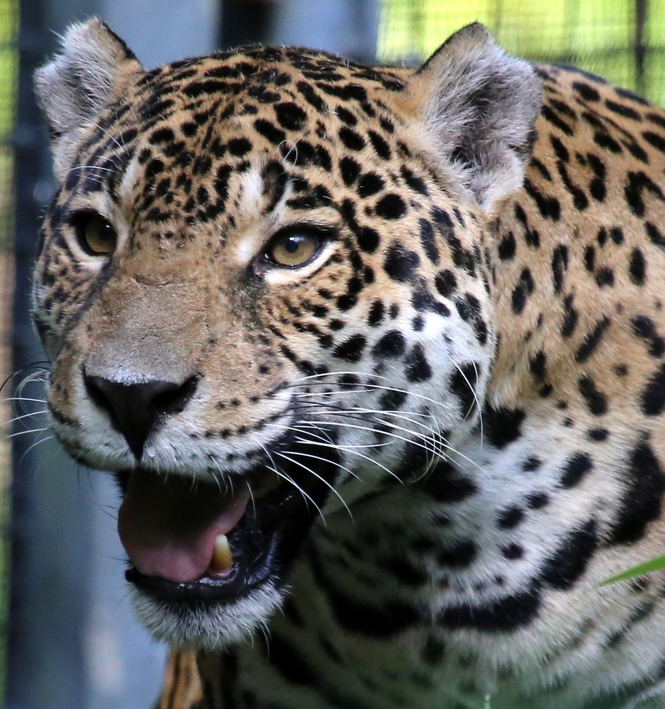 JAGUAR | REGION-South America, The jaguar is the largest cat… | Flickr