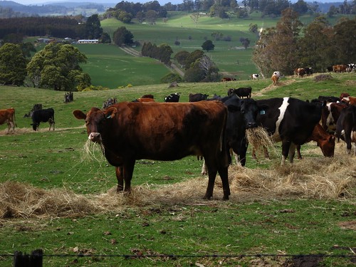 cattle farm livestock