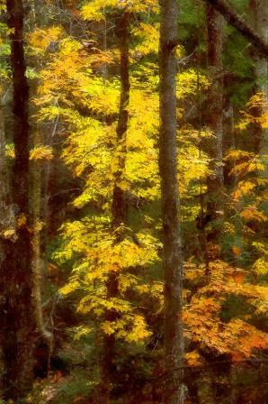 autumn trees ny color fall forest woods monroe webster irondequoit photosketch
