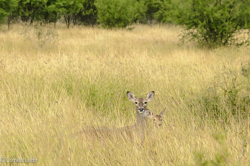 usa texas wildlife deer reh kingsville wildtiere
