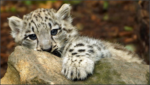 Snow Leopard Whelp