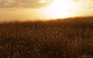 20140208-18-Sunset grass fields.jpg