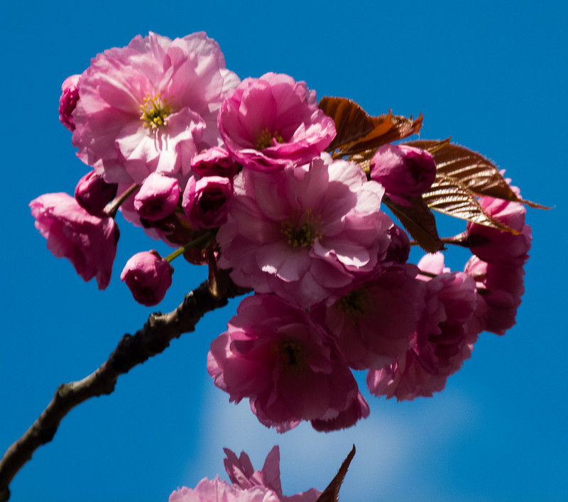 Cherry blossom, East Park