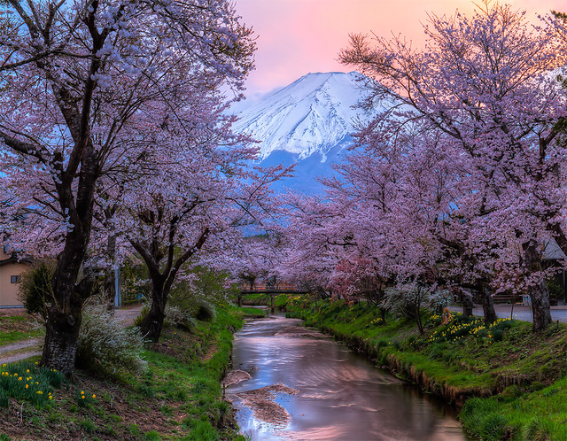 Fuji - Sakura - Sunset