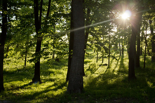 trees sun green forest iowa goldenhour pella flickr12days