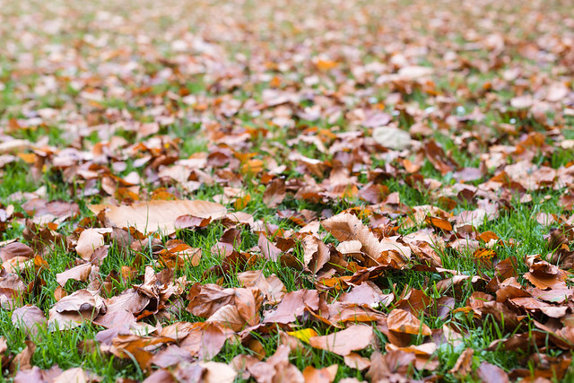 Freshly fallen autumn leaves