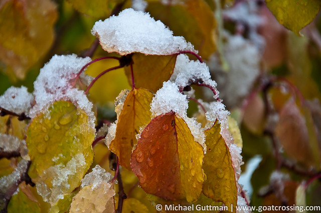 When Autumn and Winter Collide....