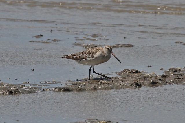 Bar-tailed Godwit ~ Limosa lapponica ~ Cairns Esplanade