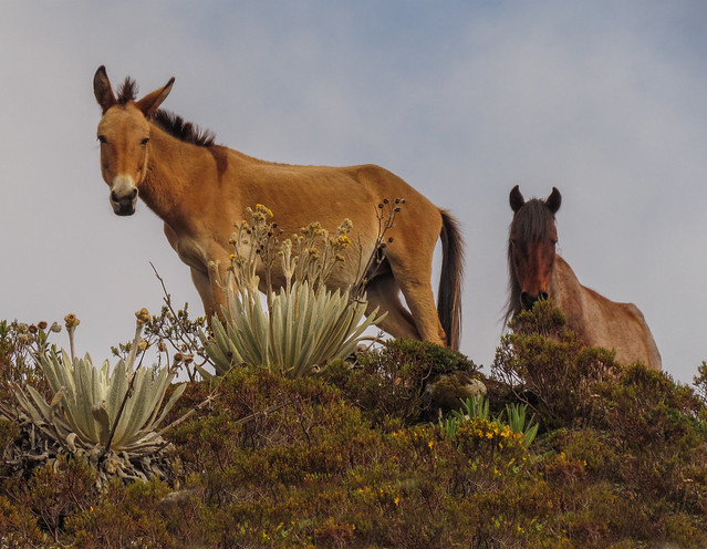 Mule and Horse in Sierra Nevada, Loma Redonda, Merida, Venezuela