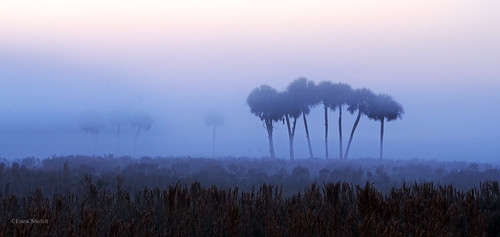 usa nature fog rural sunrise dawn florida northamerica wma wildlifemanagementarea sabalpalm sabalpalmetto hendrycounty dinnerislandranch january2015 466456