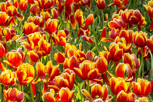 flowers red orange plants plant flower green nature spring asia glow tulips korea tulip southkorea jeju